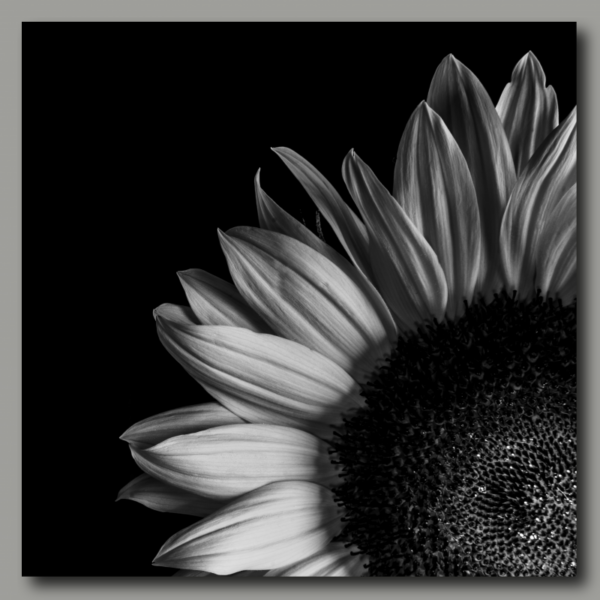 Quartier des tournesols noir et blanc