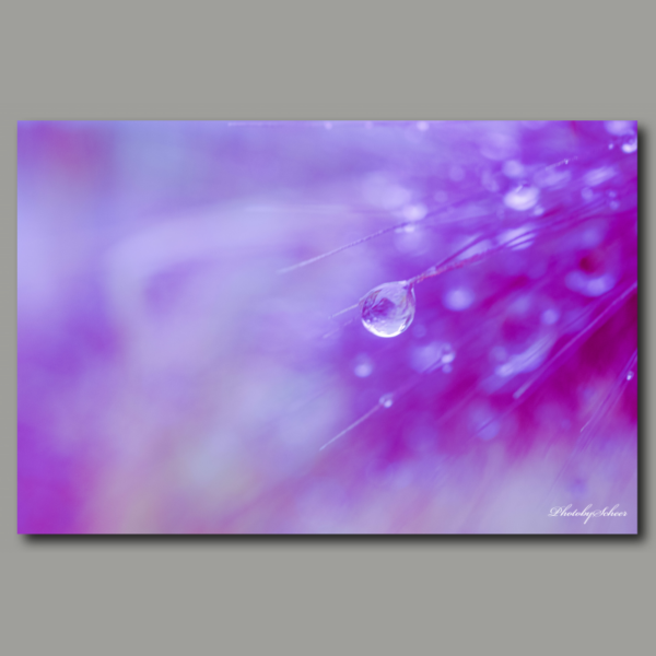 Drops in Purple