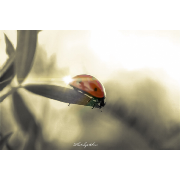 Ladybug – Bild 2