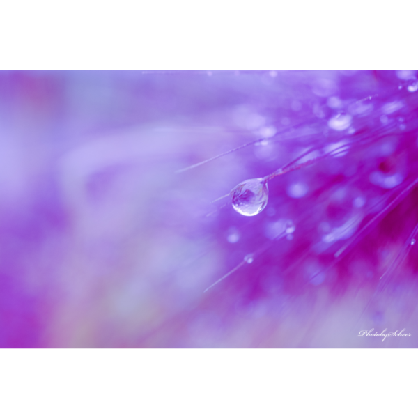 Drops in Purple – Bild 2