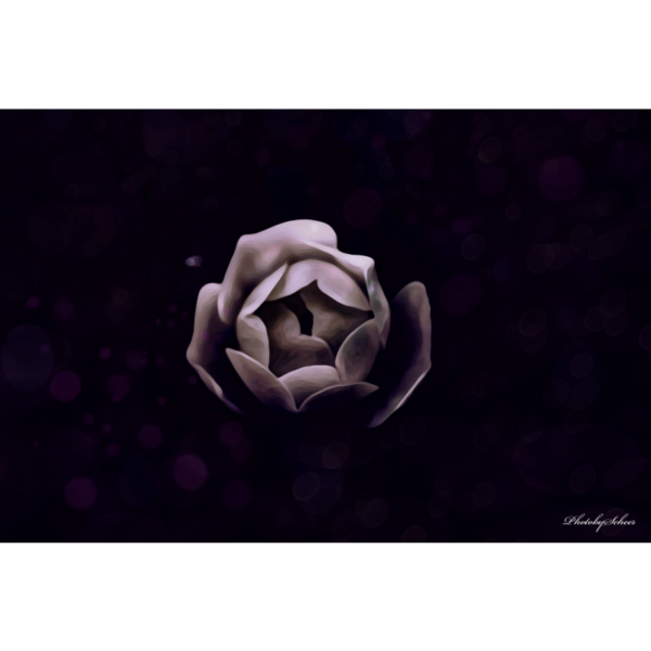 Bokeh Rose - Imagen 2