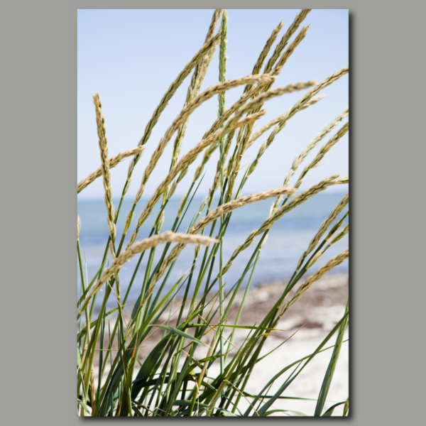 Strangrass