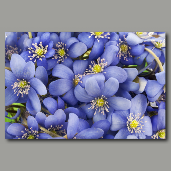 Hepatica