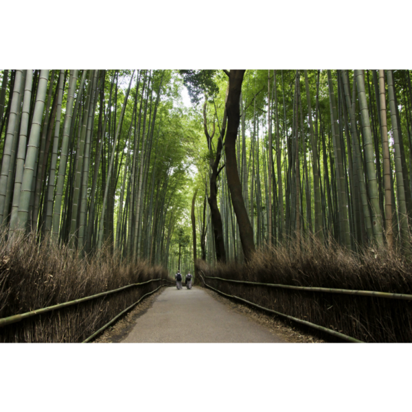 Bamboo Grove - immagine 2