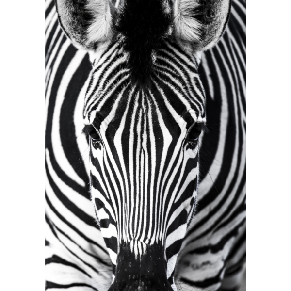 Zebra – Bild 2