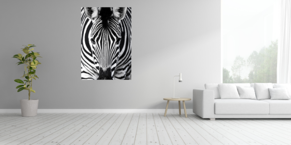 Zebra – Bild 4