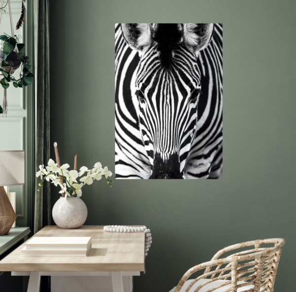 Zebra – Bild 5