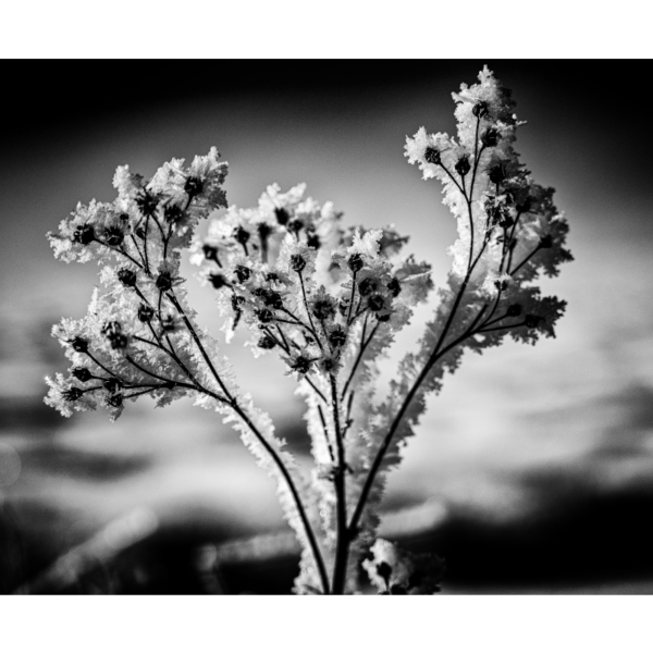 A frozen plant - Imagen 2