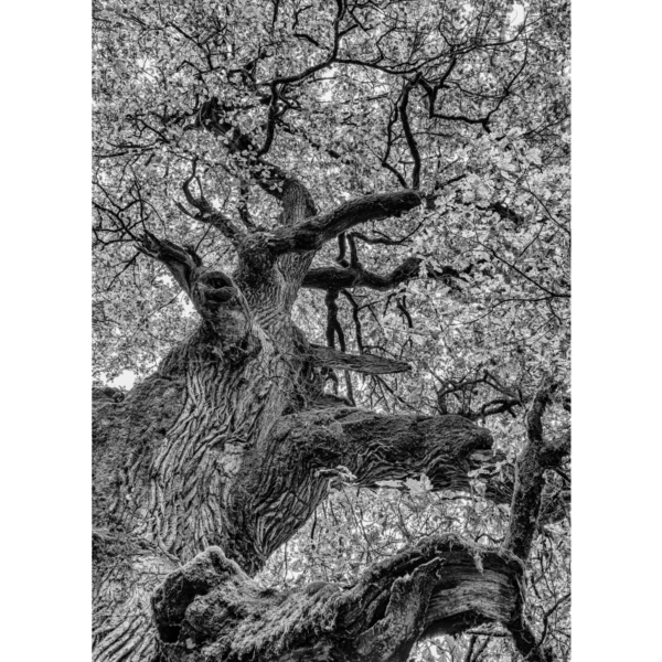 Oak structures – Bild 2