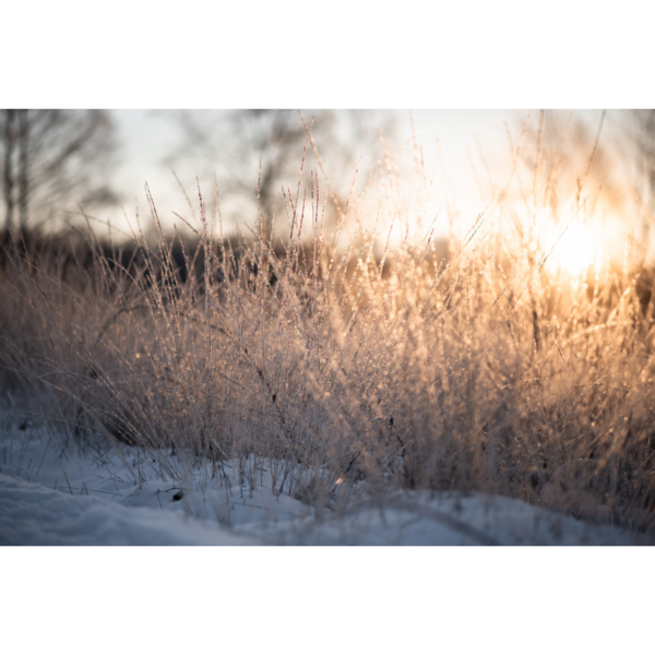 Frozen Sunrise - immagine 2