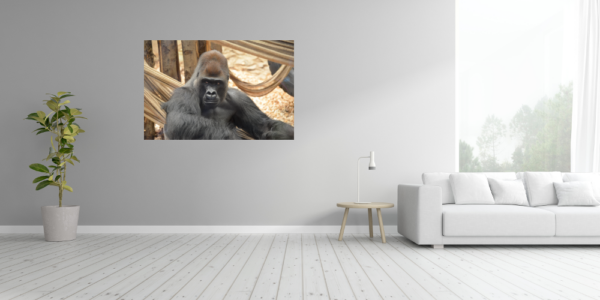 Gorilla – Image 4