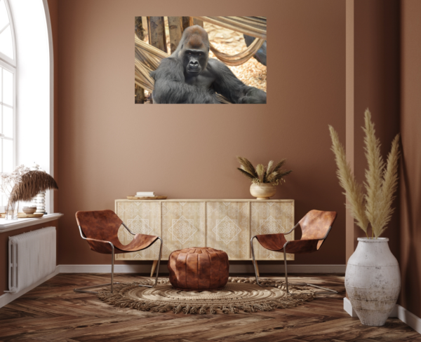 Gorilla – Image 7