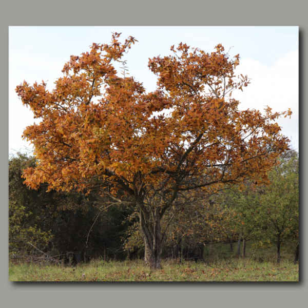 Colori d'autunno