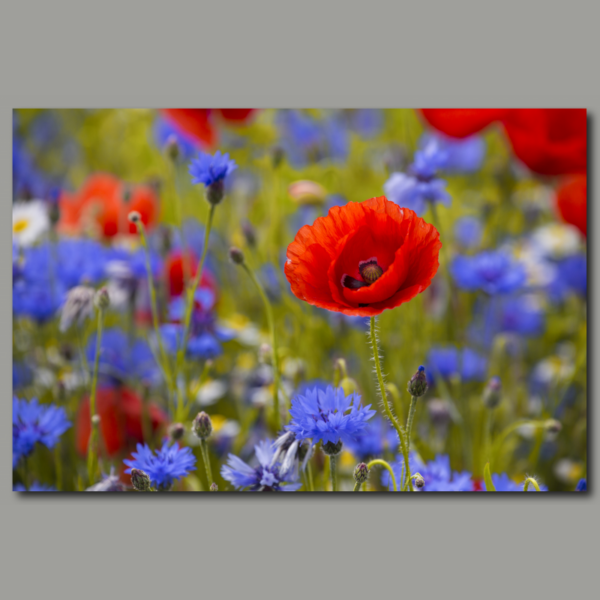 Flor de amapola en el campo de acianos