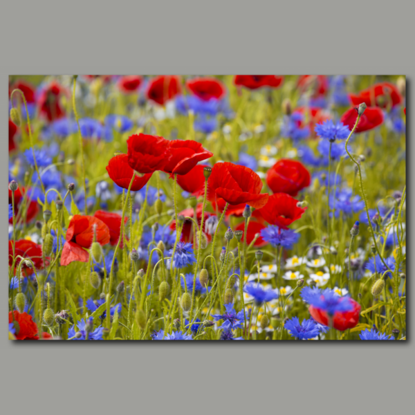 Champ de coquelicots