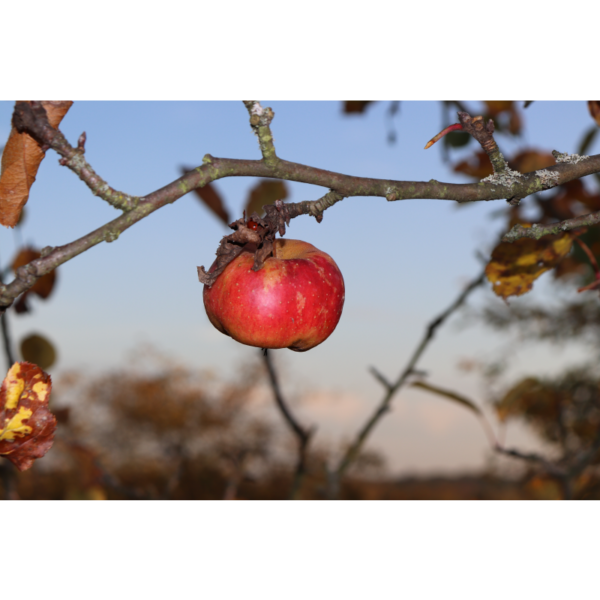 Der letzte Apfel - Image 2