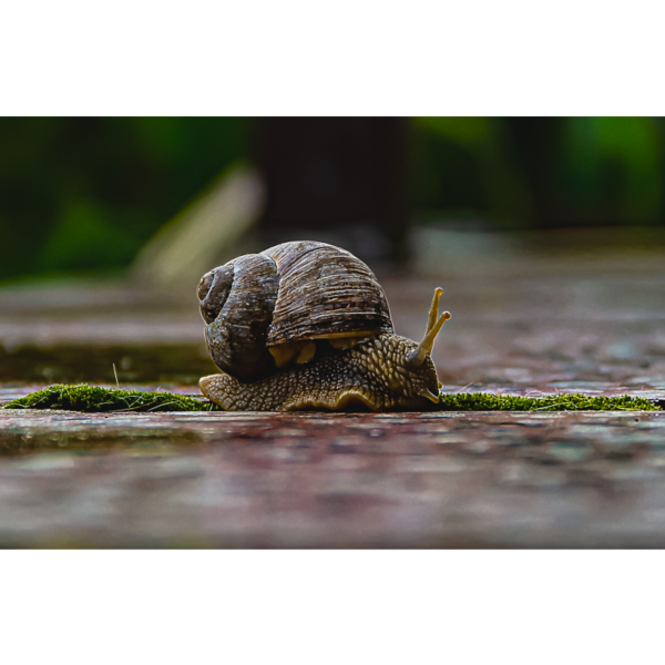 Schnecke – Bild 2