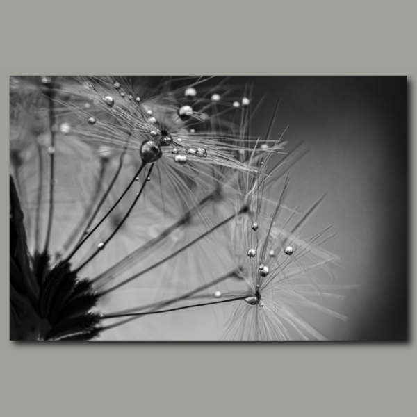 Dandelions with dew drops