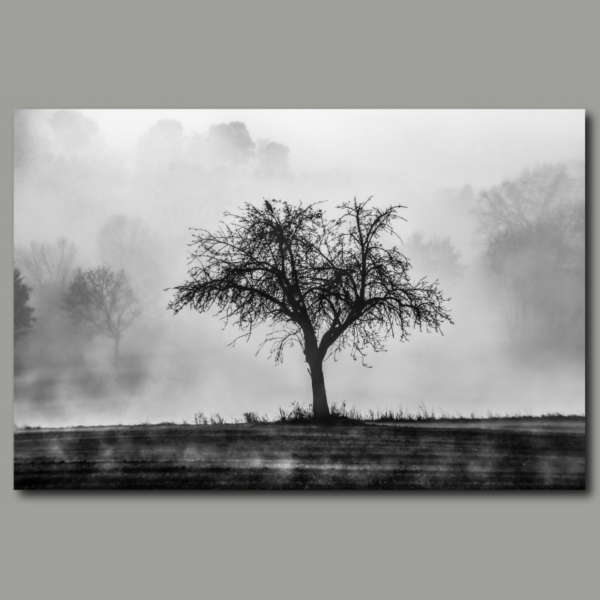 Pommier dans le brouillard