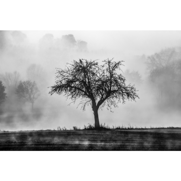 Apfelbaum im Nebel – Image 2