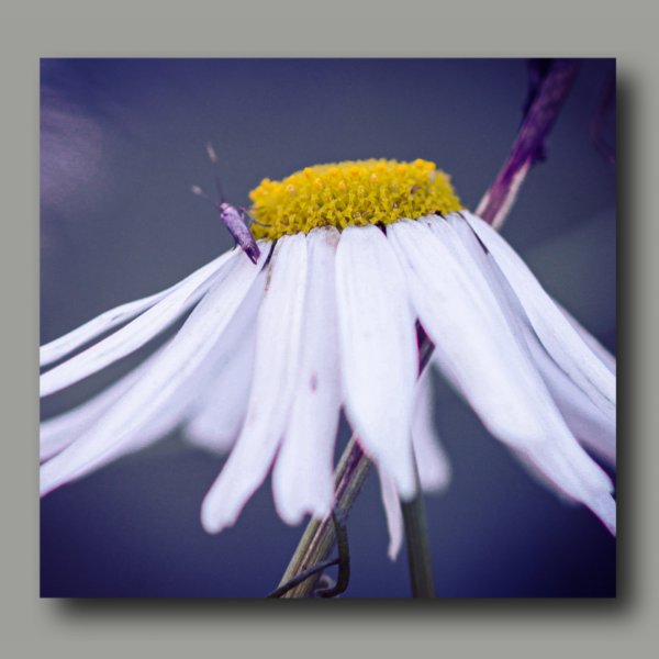 Flor blanca y amarilla con insecto