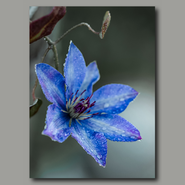 Leuchtend blaue Clematis mit Tautropfen