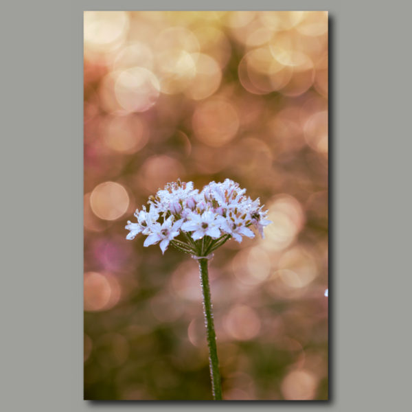 umbela de flores blancas con fondo bokeh y rocío