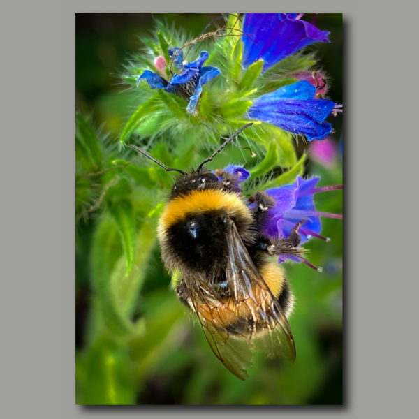 Bumblebee and purple flower