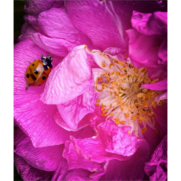 Rose in pink trifft Marienkäfer – Bild 2