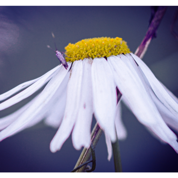 Weiss gelbe Blüte mit Insekt - Imagen 2