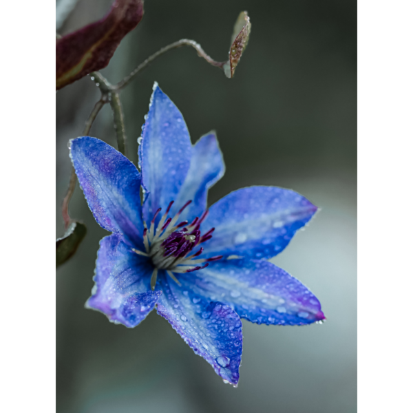 Leuchtend blaue Clematis mit Tautropfen – Bild 2