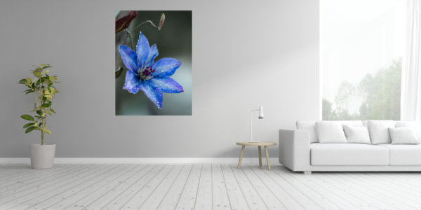 Leuchtend blaue Clematis mit Tautropfen – Bild 4