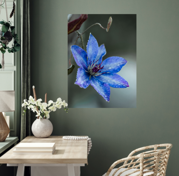 Leuchtend blaue Clematis mit Tautropfen – Bild 5