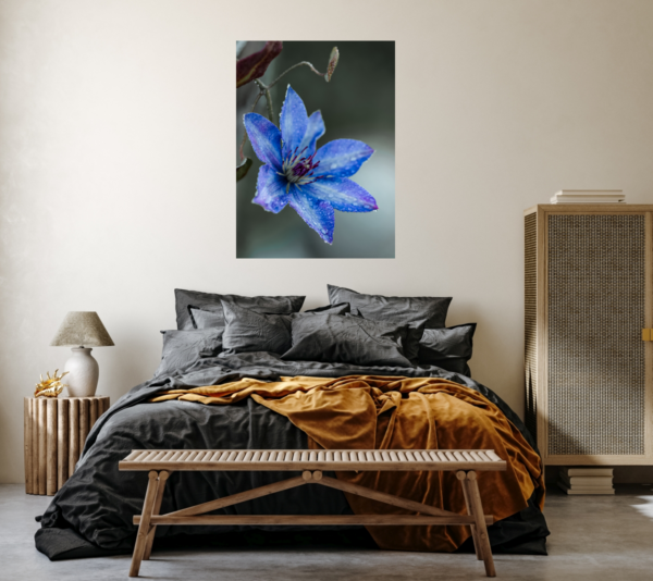 Leuchtend blaue Clematis mit Tautropfen – Bild 6