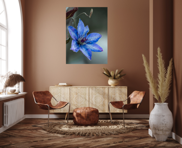 Leuchtend blaue Clematis mit Tautropfen – Bild 7