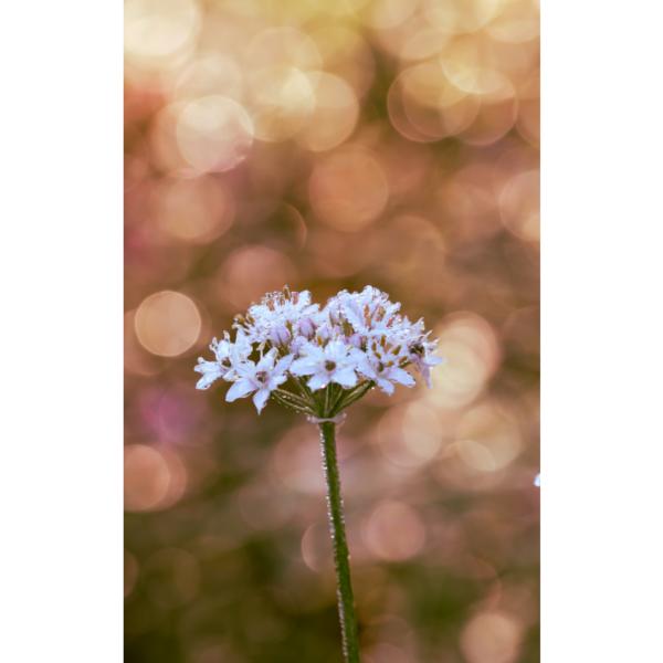 weiße Blütendolde mit Bokeh Hintergrund und Tau - Imagen 2