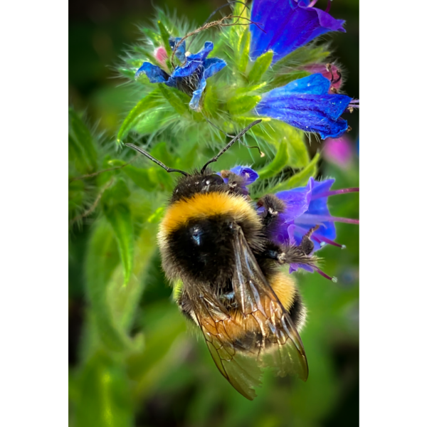 Hummel und Lila Blüte - Image 2