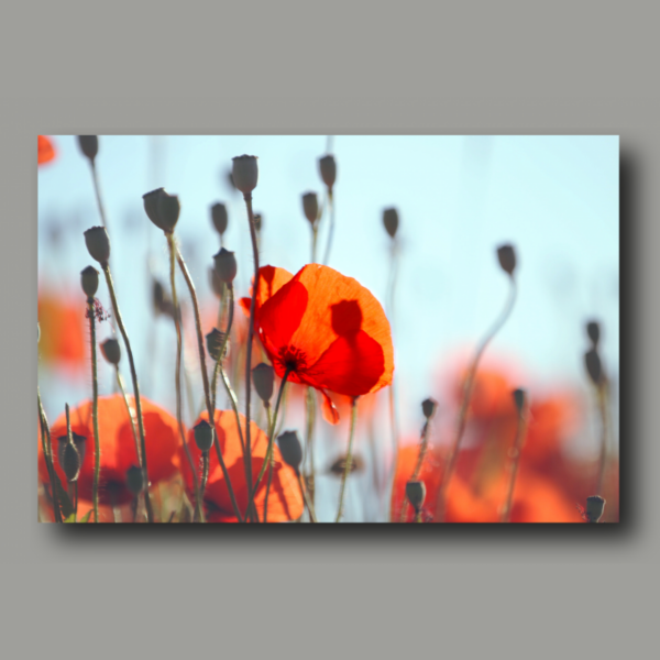 Roter Mohn