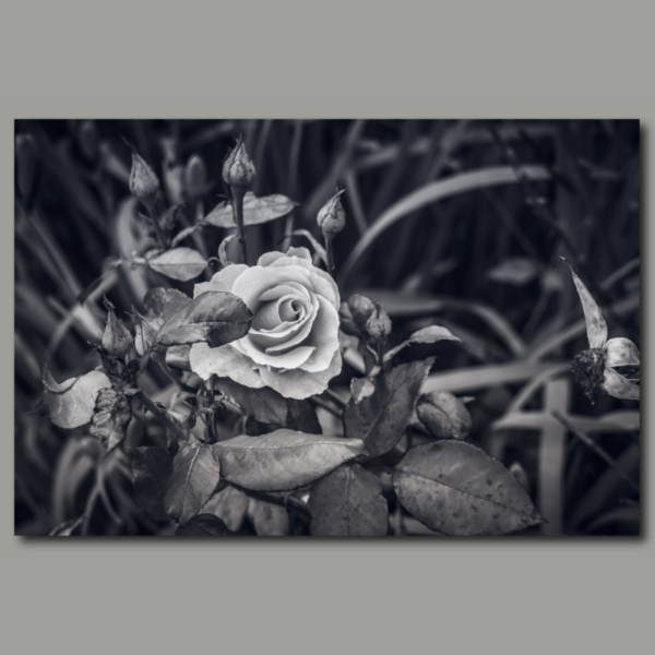 Rose monochrom