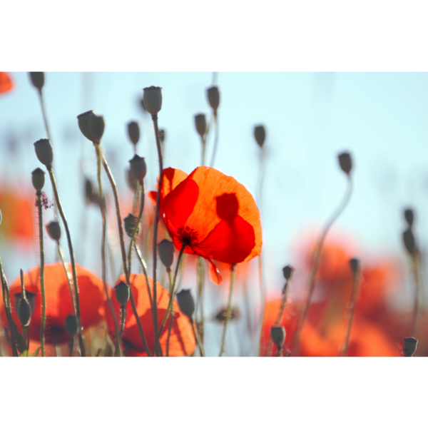 Roter Mohn – Bild 2