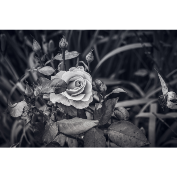 Rose monochrom – Bild 2