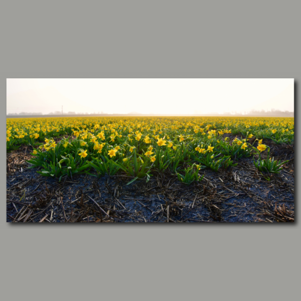 Jonquilles dans le brouillard