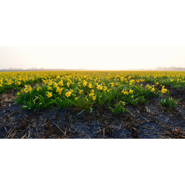 Daffodils in the fog – Image 2