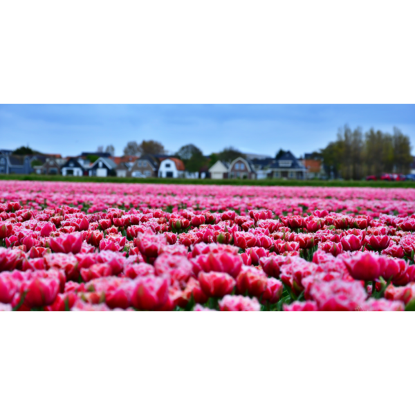 Beautiful Tulips - immagine 2