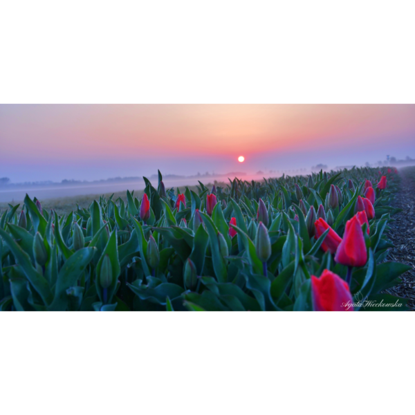 Tulips in the morning - immagine 2