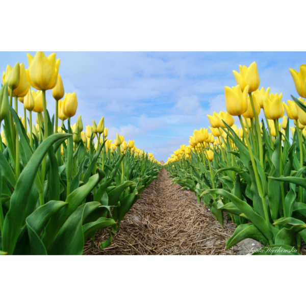 Yellow tulips – Image 2