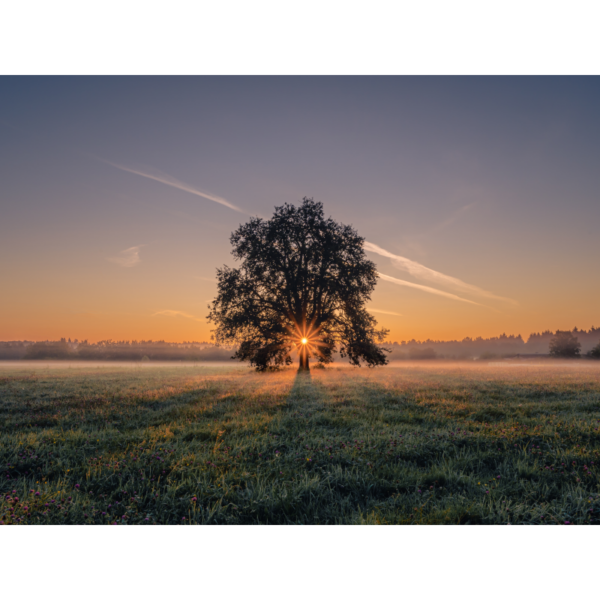 Baum des Lebens – Image 2