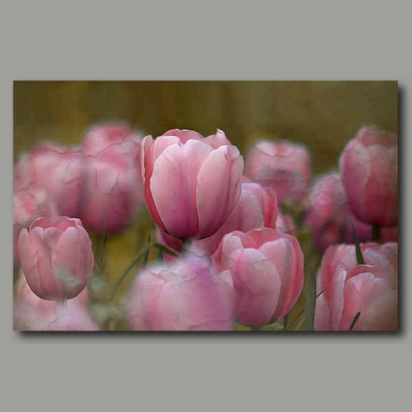 Tulipes