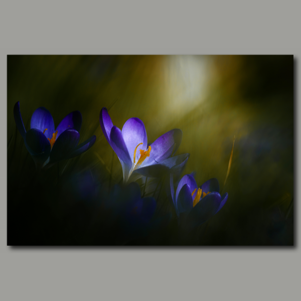 Crocus