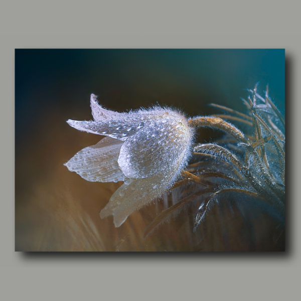 Flauschiges Blümchen